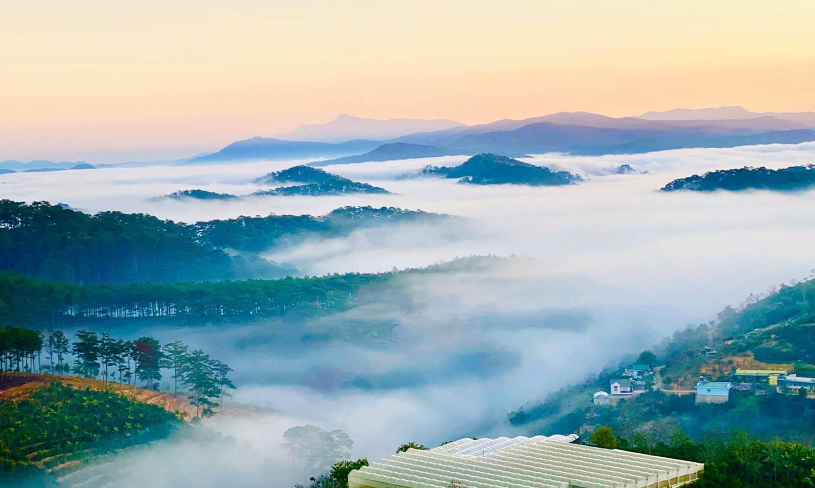 Đồi Chè Cầu Đất Đà Lạt